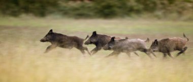 Wild boars running away clipart