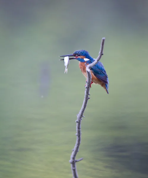 Kingfisher avec prises — Photo