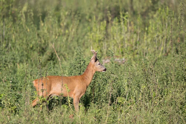 Roe buck in high grass — Stock Photo, Image
