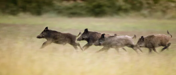 Wilde zwijnen weglopen — Stockfoto