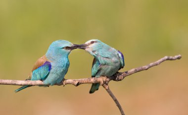 Kruvaze Silindirler Çift