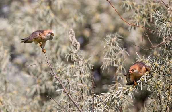 Kestrel courting — Stock Photo, Image