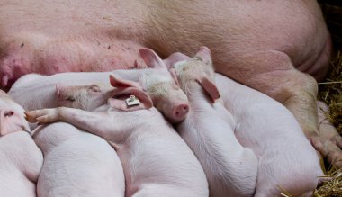 Piglets resting after feeding clipart