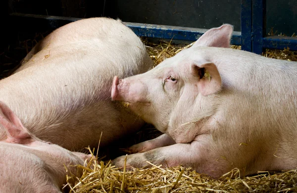 Porcos deitados em caneta — Fotografia de Stock