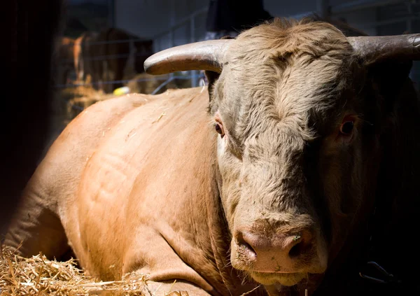 Massive bull — Stock Photo, Image