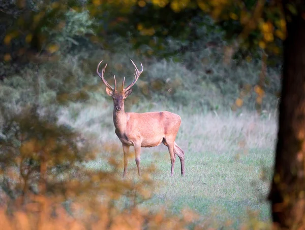 Cervo rosso nella foresta — Foto Stock