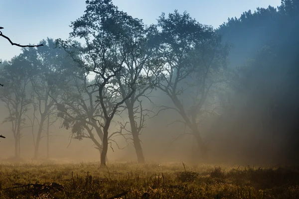 Alberi nella nebbia — Foto Stock