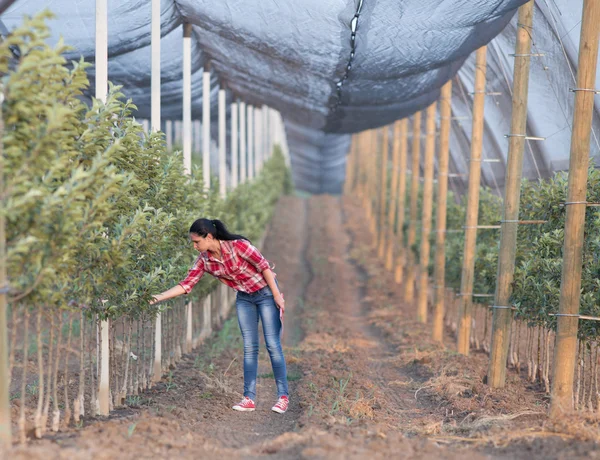 Farmer woman in orchard — Stock Photo, Image