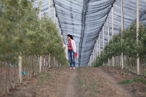 Agronomo nel frutteto — Foto Stock