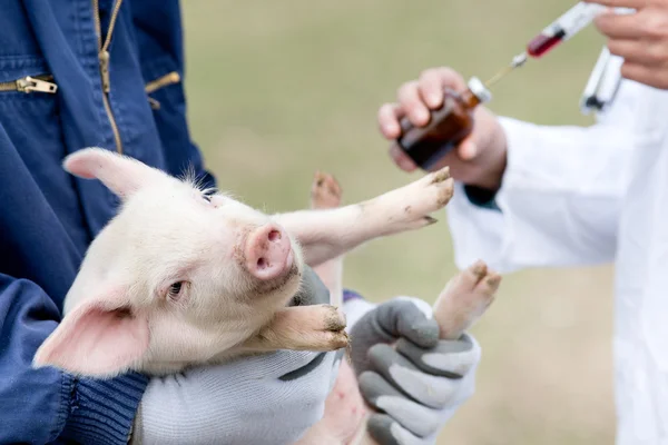 Vacunación con lechón — Foto de Stock