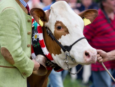 Cow at exhibition clipart