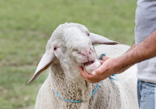 Exposição de ovinos — Fotografia de Stock