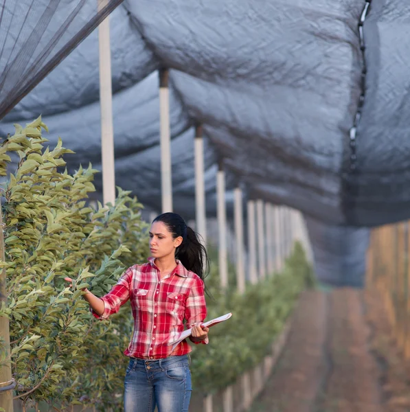 Niña en huerto de manzana — Foto de Stock