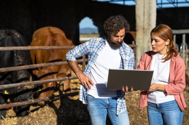 İki çiftçi, Angus Aberdeen inekleri ağılda dizüstü bilgisayar kullanırken çiftlik hayvanları yönetimini tartışıyor.