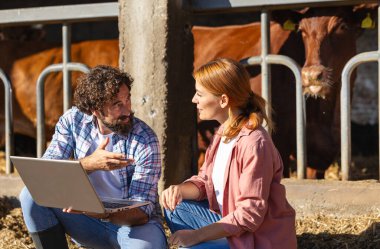 İki çiftçi, Angus Aberdeen inekleri ağılda dizüstü bilgisayar kullanırken çiftlik hayvanları yönetimini tartışıyor.