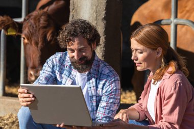 İki çiftçi, Angus Aberdeen inekleri ağılda dizüstü bilgisayar kullanırken çiftlik hayvanları yönetimini tartışıyor.