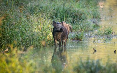 Yaban domuzu (sus scrofa ferus) ormandaki yemyeşil çimenler ve bitkilerle çevrili sığ sularda duruyor. Doğal yaşam ortamında vahşi yaşam