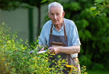 Yaşlı bir adam bahçıvanlık tutkusunu sergileyerek, ılık yaz öğleden sonra verimli bahçesinde çalıları dikkatlice buduyor..