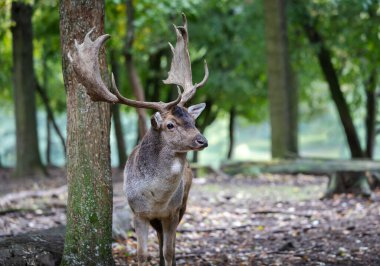 Avrupalı bir erkek geyik (Dama dama), ormanlık alanda, sakin bir ağacın yanında duruyor. Hayranlık uyandıran boynuzları, doğal güzellik ve zarafeti gözler önüne seriyor.