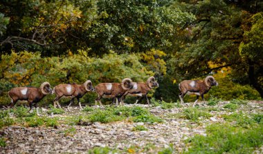 Kıvrımlı boynuzlu bir muflona sürüsü (Ovis orientalis musimon) sonbaharda ormanda yürür. Sahne, doğanın ve doğal yaşam alanının güzelliğini yakalıyor.