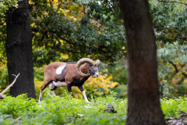 Kıvrımlı boynuzlu (Ovis orientalis musimon) güçlü bir muflon sonbaharda yemyeşil ve ağaçların yanında yürür. Sahne, doğanın ve vahşi yaşamın güzelliğini yakalar.