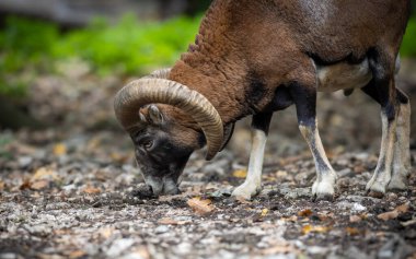 Kavisli boynuzlu güçlü bir muflon (Ovis orientalis musimon) ormanda otlar. Sahne, doğanın ve vahşi yaşamın güzelliğini yakalar.