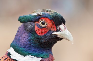 Erkek sülün portre