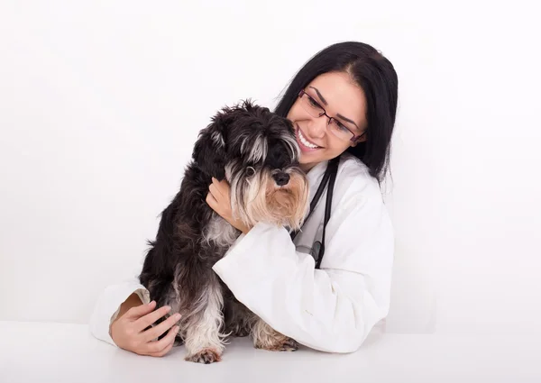 Femme vétérinaire avec schnauzer miniature — Photo