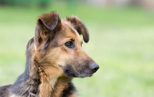 Симпатичный собачий портрет — стоковое фото