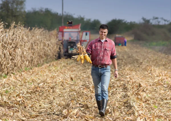 Agricultor en campo de maíz — Foto de Stock