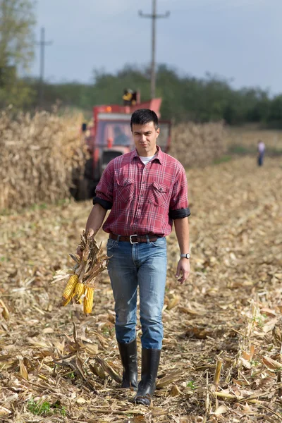 Agricultor no campo de milho — Fotografia de Stock