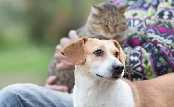 Senior man with pets — Stock Photo, Image