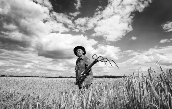 शेतात काम करणारा वरिष्ठ माणूस — स्टॉक फोटो, इमेज