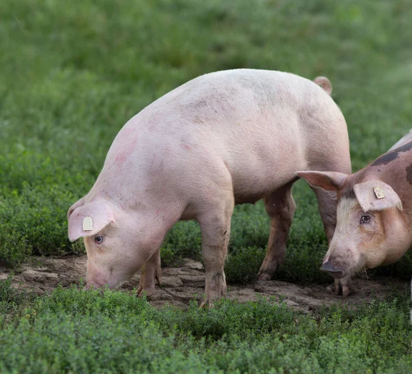 Pigs walking on farmland — Stock Photo, Image