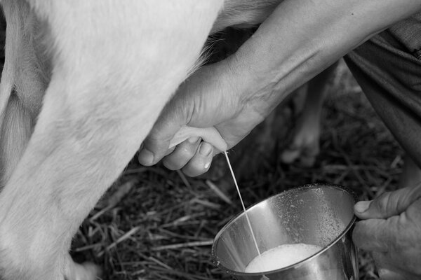 Farmer milking goat