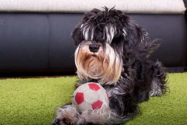 Собака с мячом на ковре — стоковое фото