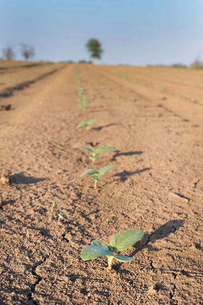 Brotes en suelo seco — Foto de Stock