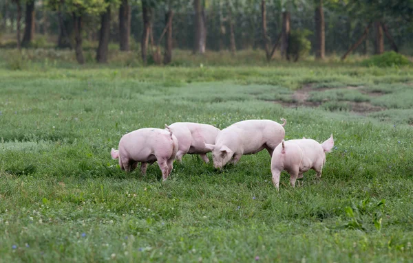 Porcs dans les prairies — Photo