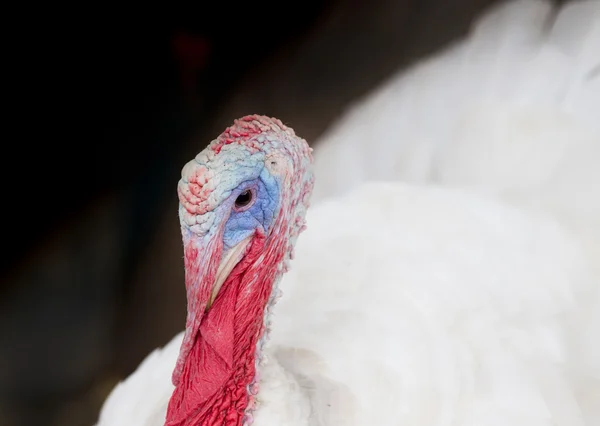 Kleurrijke Turkije portret — Stockfoto