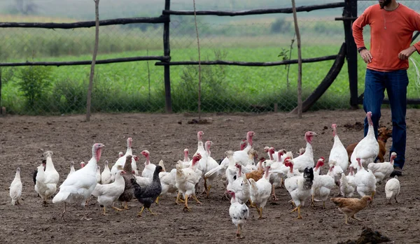 Aves de corral granja — Foto de Stock