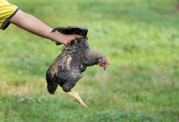 Курица в крестьянской руке — стоковое фото