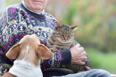 üst düzey adam kedi ve köpek