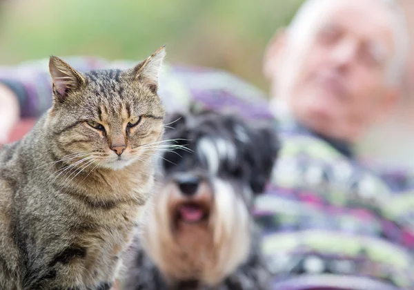 Pets with senior man — Stock Photo, Image