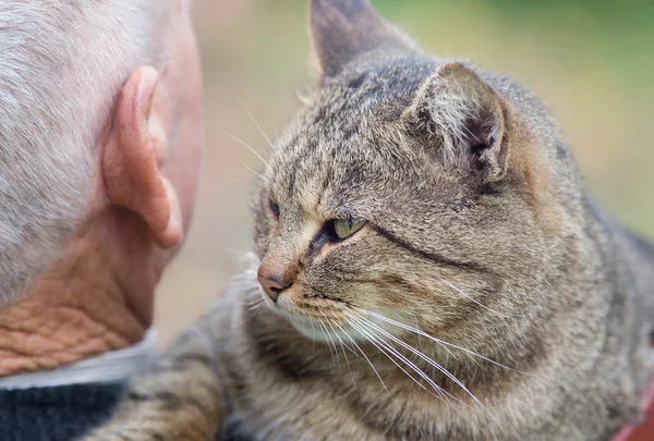 Kat op iemands schouder — Stockfoto