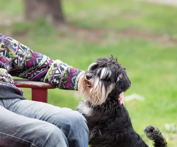 Man och hund i parken — Stockfoto