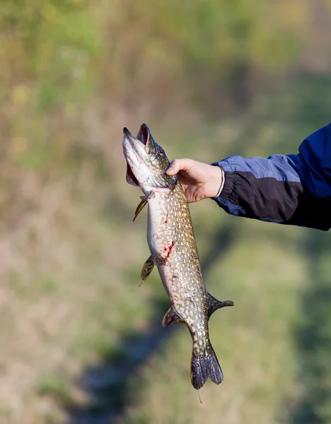 Pike fish in hands — Stock Photo, Image