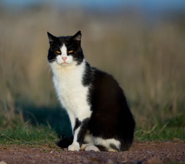 Чёрно-белая кошка — стоковое фото