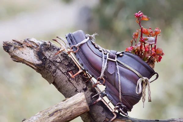 Vieille chaussure avec plante — Photo