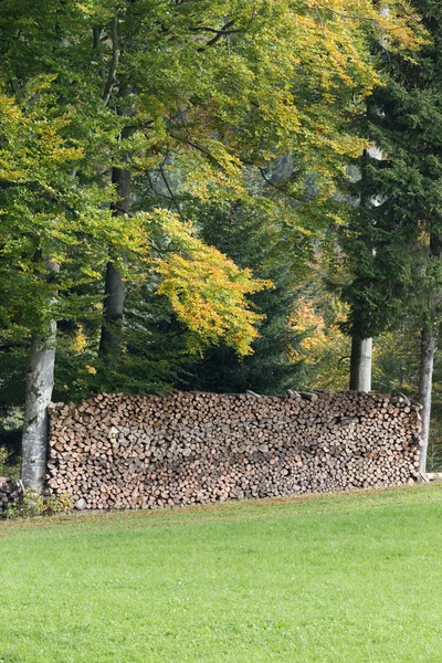 Tronchi di legno nella foresta — Foto Stock