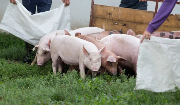 Grupo de porcos na fazenda — Fotografia de Stock